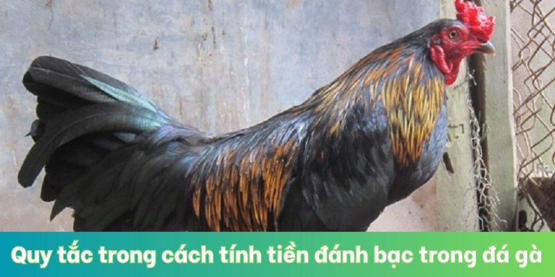 Quy tắc trong cách tính tiền đánh bạc trong đá gà