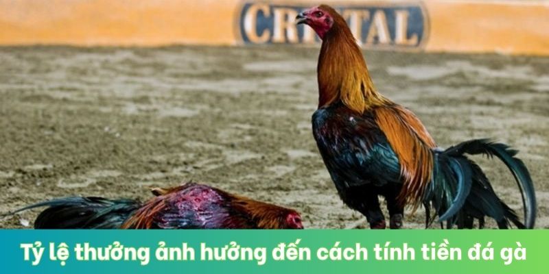 Tỷ lệ thưởng ảnh hưởng đến cách tính tiền đá gà