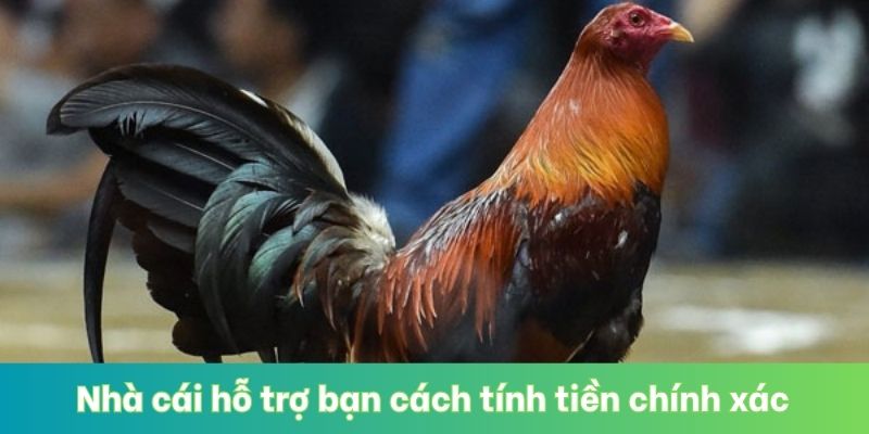 Nhà cái hỗ trợ bạn cách tính tiền chính xác