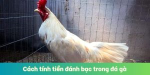 Cách Tính Tiền Đánh Bạc Trong Đá Gà