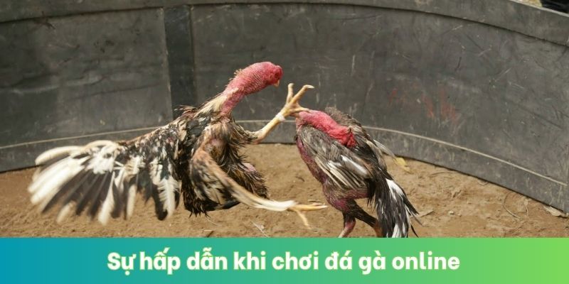 Sự hấp dẫn khi chơi đá gà online