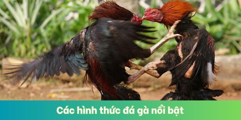 Các hình thức đá gà nổi bật