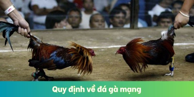 Quy định về đá gà mạng