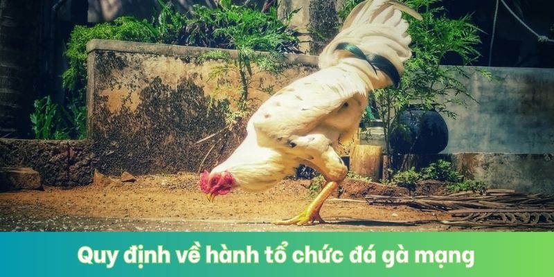 Quy định về hành tổ chức đá gà mạng