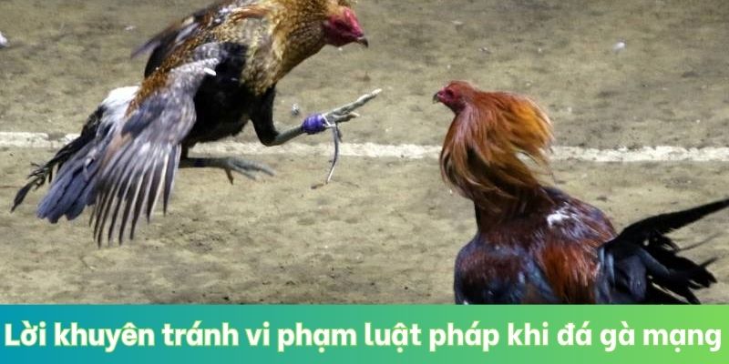 Lời khuyên tránh vi phạm luật pháp khi đá gà mạng
