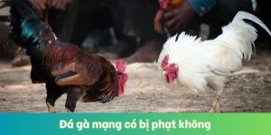 Đá Gà Mạng Có Bị Phạt Không