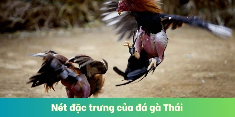 Nét đặc trưng của đá gà Thái
