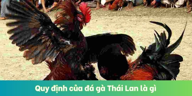 Quy định của đá gà Thái Lan là gì
