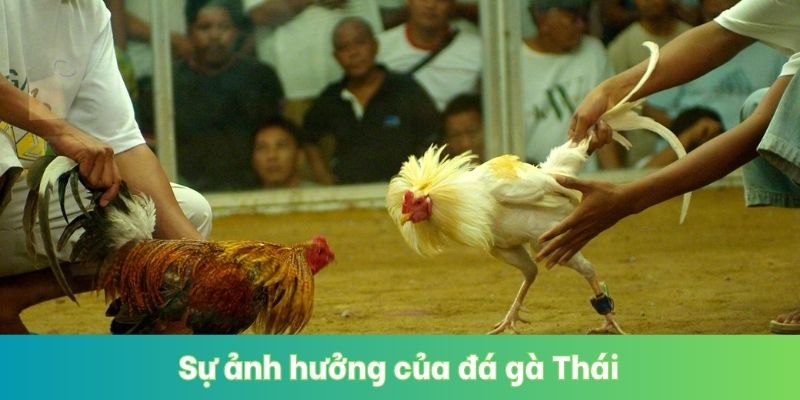 Sự ảnh hưởng của đá gà Thái