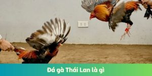 Đá Gà Thái Lan Là Gì