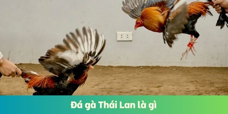 Đá Gà Thái Lan Là Gì