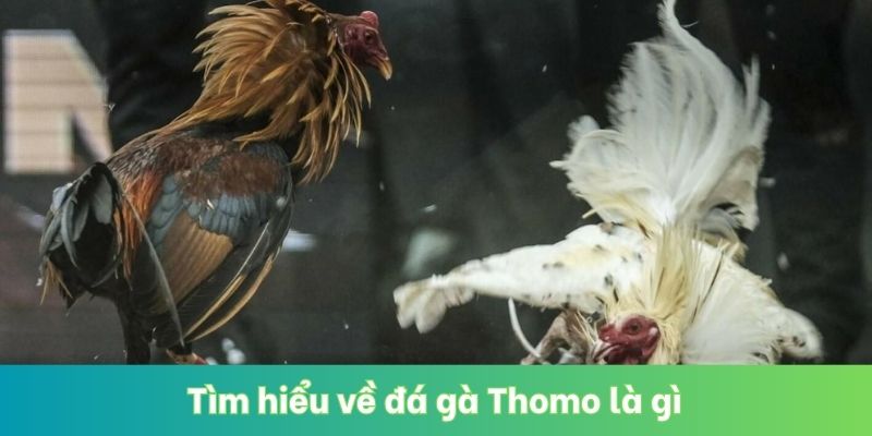 Tìm hiểu về đá gà Thomo là gì