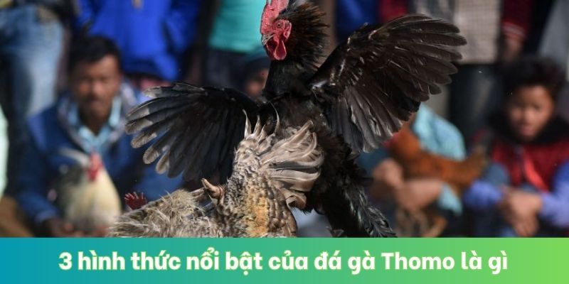 3 hình thức nổi bật của đá gà Thomo là gì