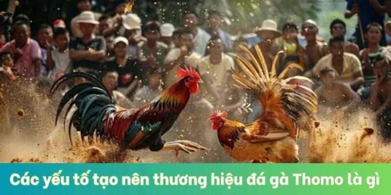 Các yếu tố tạo nên thương hiệu đá gà Thomo là gì