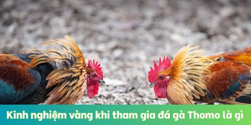 Kinh nghiệm vàng khi tham gia đá gà Thomo là gì
