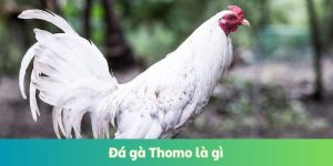 Đá Gà Thomo Là Gì