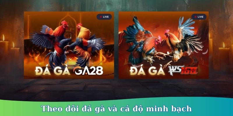 cá cược đá gà 3BET