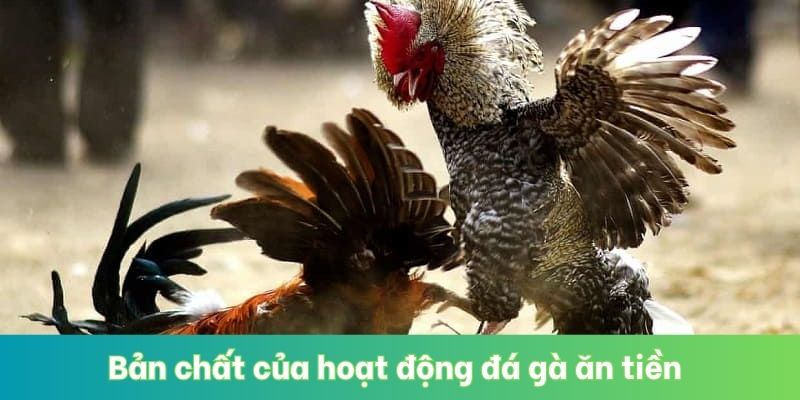 Bản chất của hoạt động đá gà ăn tiền 