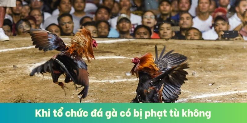 Khi tổ chức đá gà có bị phạt tù không