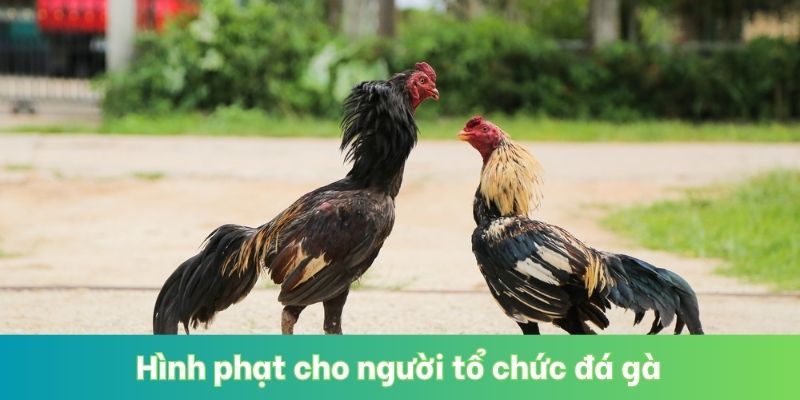 Hình phạt cho người tổ chức đá gà