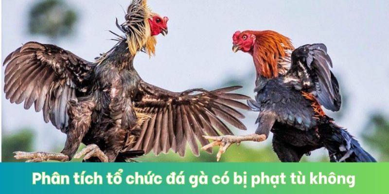Phân tích tổ chức đá gà có bị phạt tù không