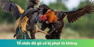 Tổ Chức Đá Gà Có Bị Phạt Tù Không