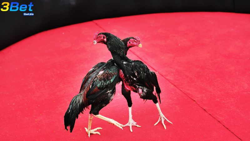 Bằng cân bằng trạng chính là căn cứ để nhà cái ra kèo