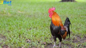 Bằng cân bằng trạng là cách thi đấu đảm bảo sức khoẻ cho gà đá