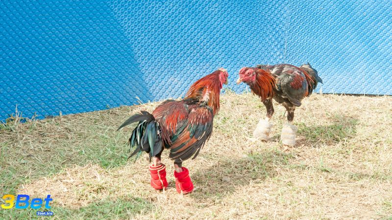 Chơi đá gà online tại 3BET để đảm bảo an toàn