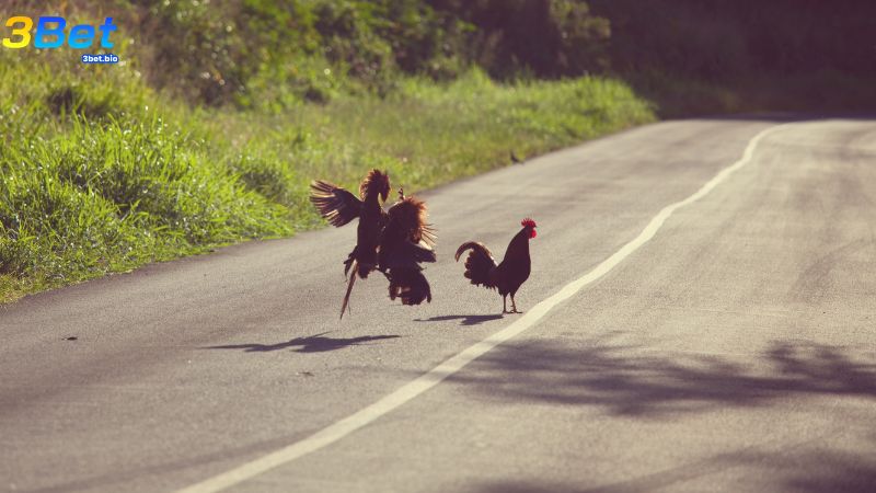 Xem xét đến mình gà để chọn những chú gà chiến mãnh mẽ nhất