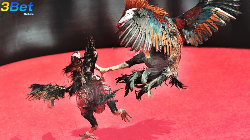Tham gia chơi đá gà tại 3BET đảm bảo minh bạch, uy tín