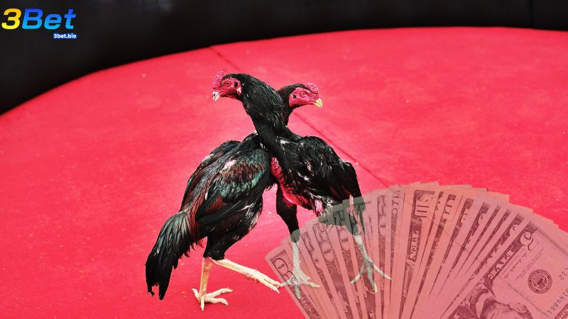 Công thức tính tiền thắng cược khi đá gà khá đơn giản, dễ hiểu