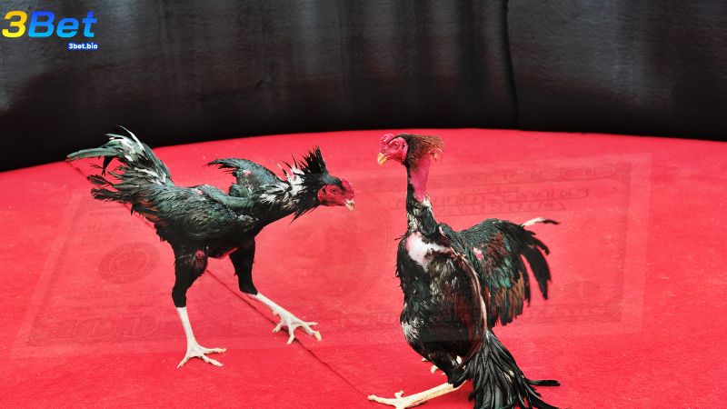 Tiền khi chơi đá gà sẽ được tính cả tiền phí sàn và phí bồ gà