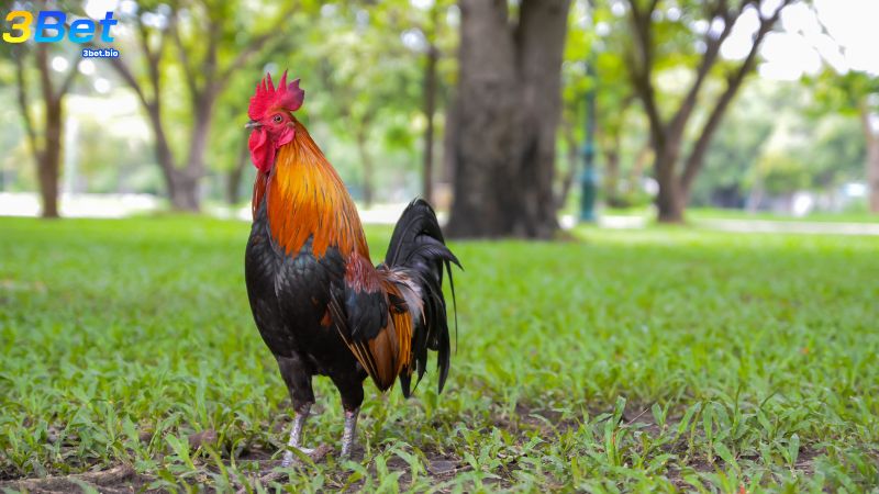 Sọ gà cũng là yếu tố nên xem xét khi chọn gà đá