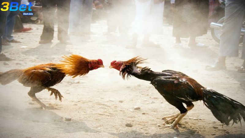 Hình thức cược chấp giúp cân bằng giữa thực lực và tiền thưởng