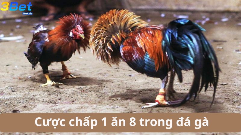 Tìm hiểu về cược chấp 1 ăn 8 đá gà là gì?