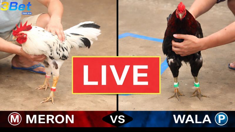 Khi chơi đá gà anh em cần nắm rõ về các cửa cược trong game