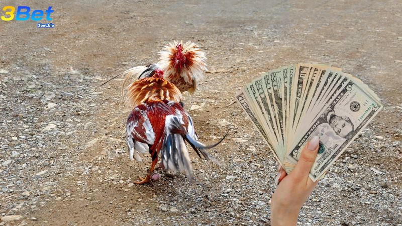 App 3BET là một trong những ứng dụng chơi đá gà uy tín