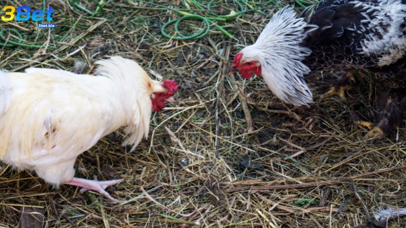 Xem chân vảy là yếu tố không thể bỏ qua