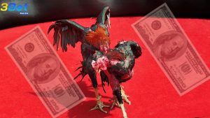 Việc lựa chọn kèo trên hoặc kèo dưới sẽ ảnh hưởng đến cách tính tiền