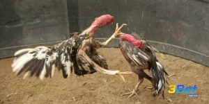 Cách Nhận Biết Gà Đá Hay Chuẩn Xác Từ Cao Thủ