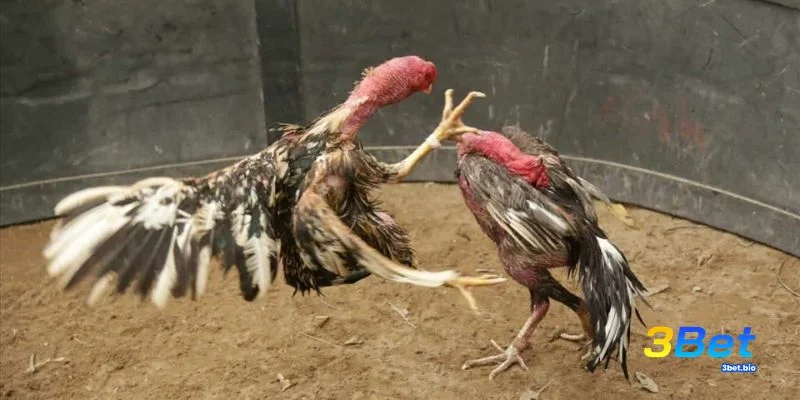 Cách Nhận Biết Gà Đá Hay Chuẩn Xác Từ Cao Thủ