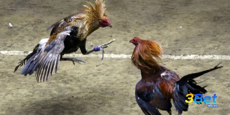 Cách nhận biết gà đá hay qua quan sát tổng thể chiến kê