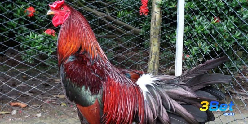 Kết hợp ngày thi đấu và màu gà để tăng lợi