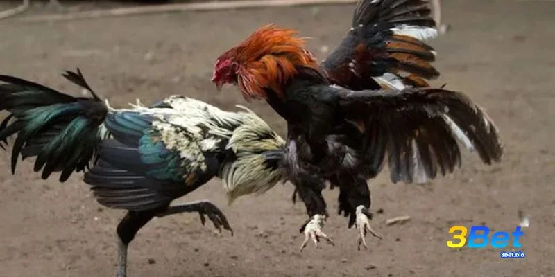 Nhận diện đầu mắt mỏ và dáng đứng chiến kê