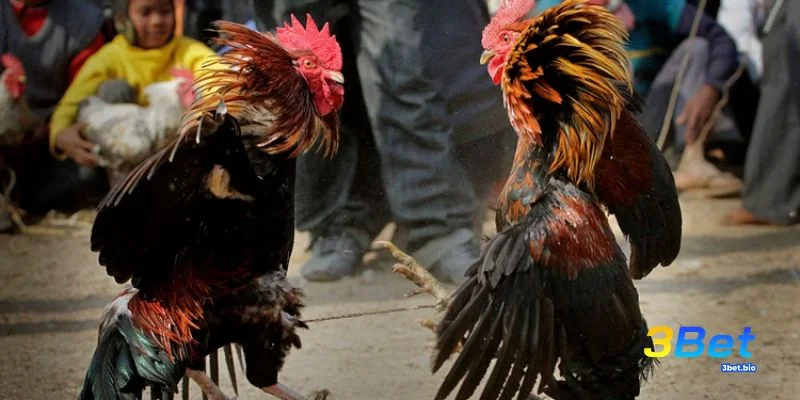 Xem chân vảy gà để đánh giá sức mạnh thi đấu